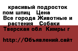 красивый подросток пом шпиц › Цена ­ 30 000 - Все города Животные и растения » Собаки   . Тверская обл.,Кимры г.